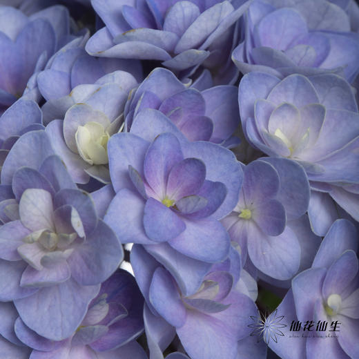绣球 | 蓝紫重瓣 商品图8
