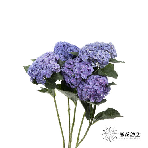 绣球 | 蓝紫重瓣 商品图12