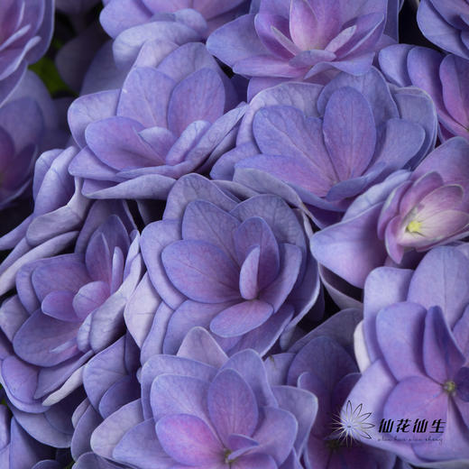 绣球 | 蓝紫重瓣 商品图7