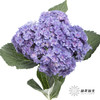 绣球 | 蓝紫重瓣 商品缩略图3