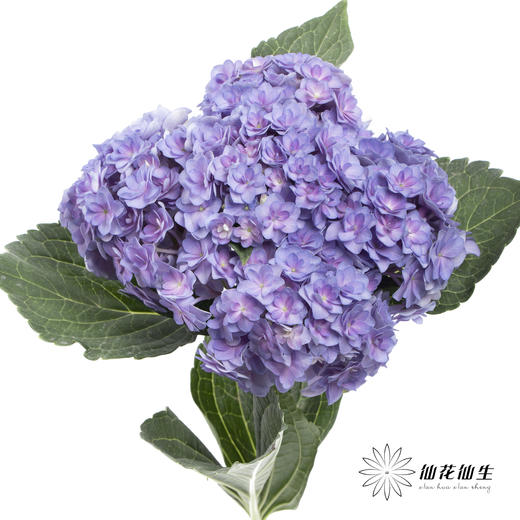 绣球 | 蓝紫重瓣 商品图3