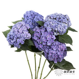 绣球 | 蓝紫重瓣