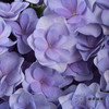 绣球 | 蓝紫重瓣 商品缩略图11