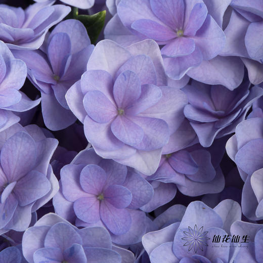 绣球 | 蓝紫重瓣 商品图11