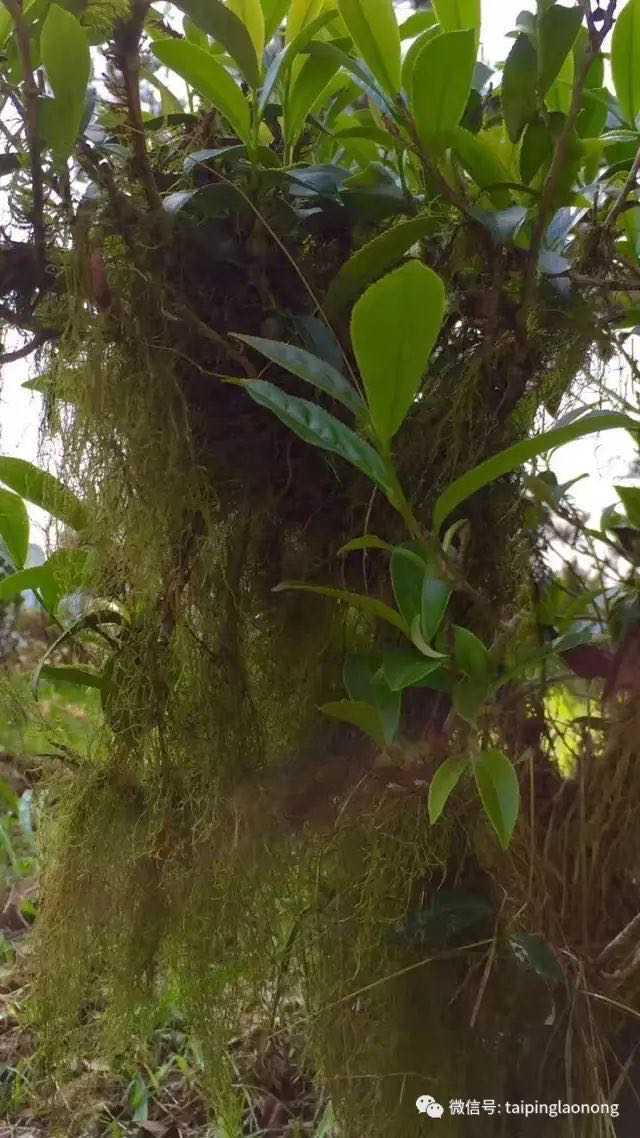 纯真品味。  双十二买一送一