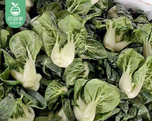 云南新鲜奶白菜/1份（约600g） 商品图3