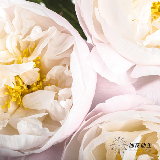 国产反季节芍药 | 美国小姐（反季节花材花头杆子偏瘦弱） 商品图12