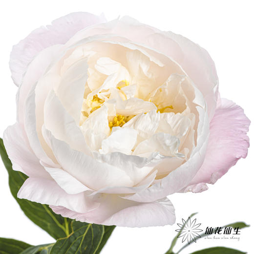 国产反季节芍药 | 美国小姐（反季节花材花头杆子偏瘦弱） 商品图9