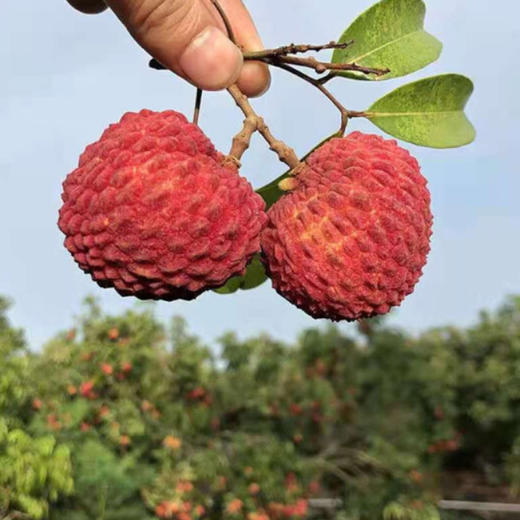 海南火山村荔枝王3斤大盒