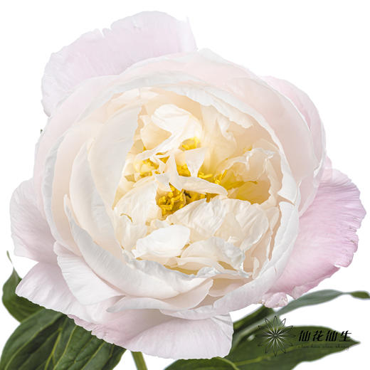 国产反季节芍药 | 美国小姐（反季节花材花头杆子偏瘦弱） 商品图7