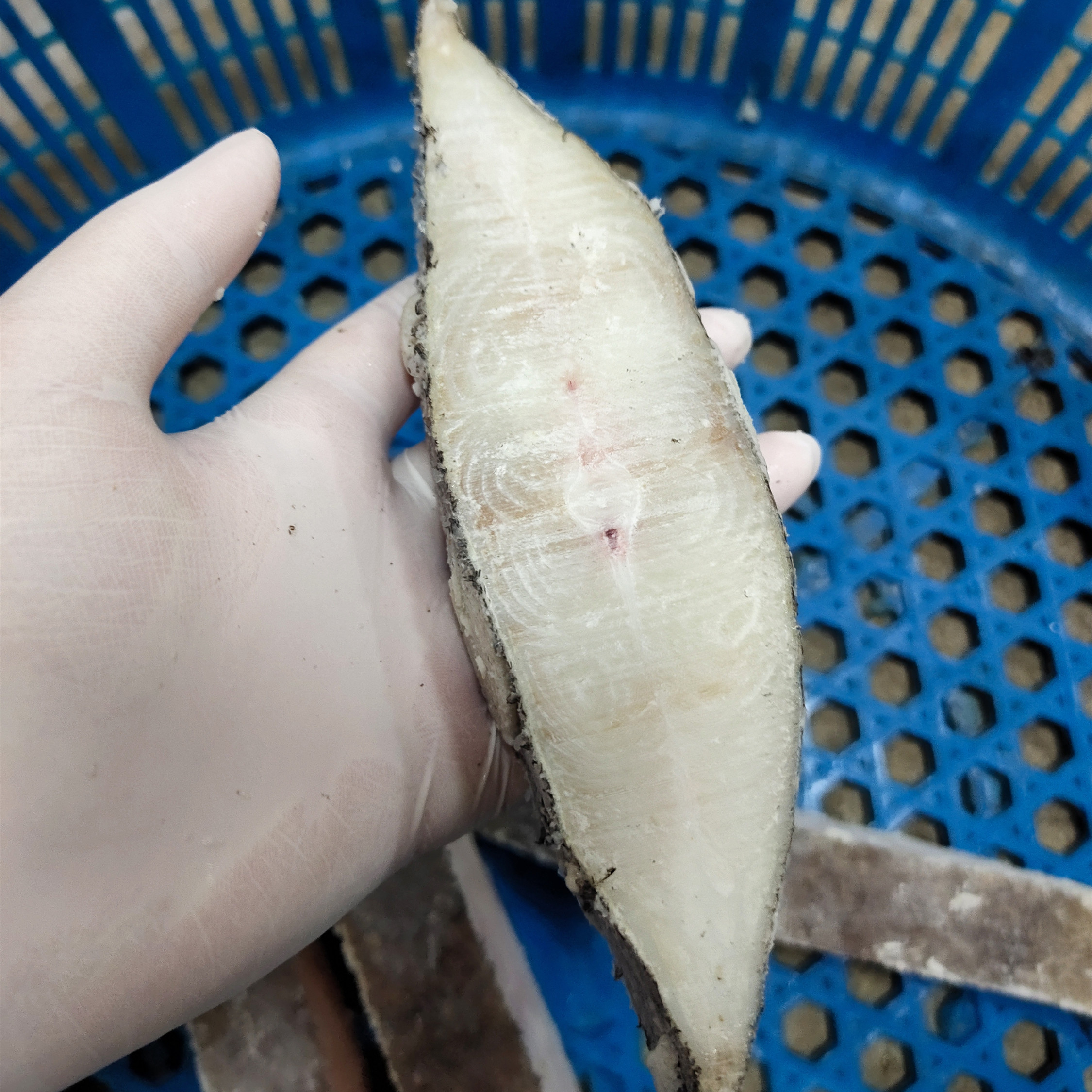 2斤鸦片鱼身干