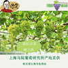 传伦葡萄 6斤礼盒装 马陆精品葡萄 商品缩略图7