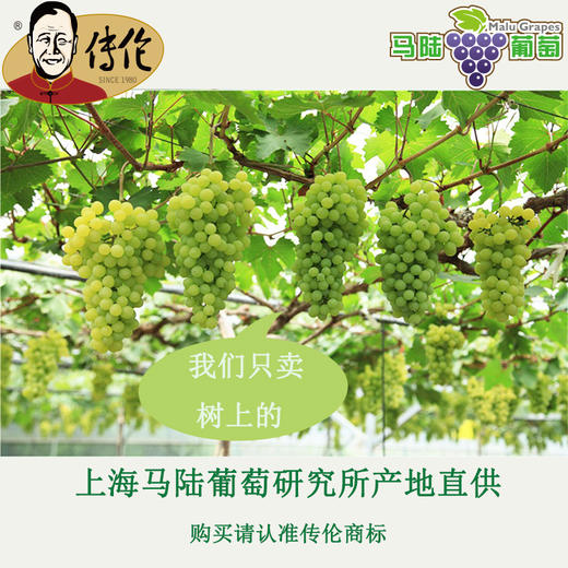 传伦葡萄 6斤礼盒装 马陆精品葡萄 商品图7