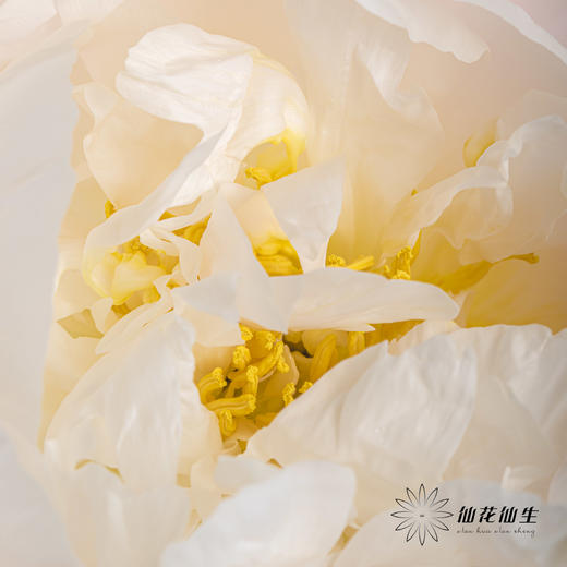 【山东仓现货】 芍药顺丰包邮｜美国小姐 商品图3