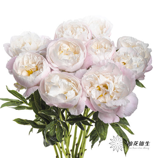 【山东仓现货】 芍药顺丰包邮｜美国小姐 商品图7