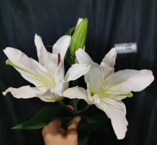 fzc百合赞比西多头