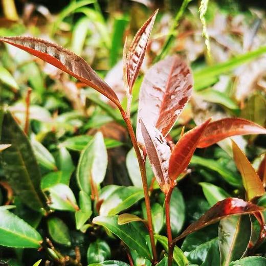 2024【紫娟做的滇红】很独特的滇红哦！一款高贵红茶！！ 商品图6