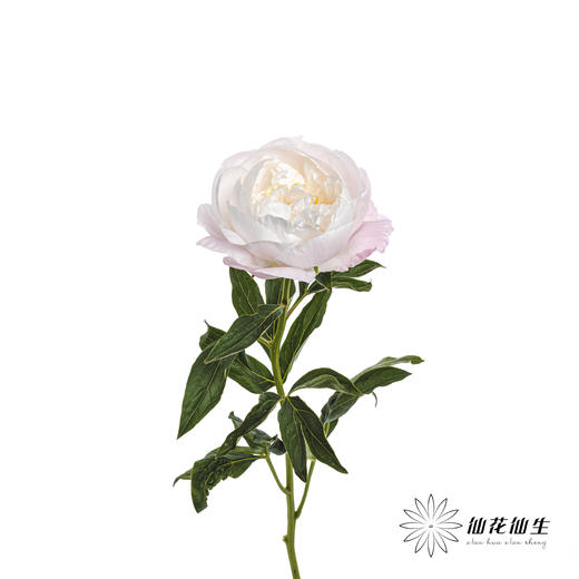 【山东仓现货】 芍药顺丰包邮｜美国小姐 商品图5