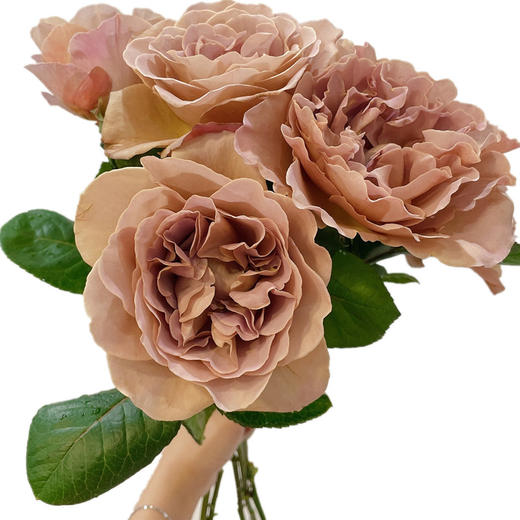 荷兰VIP玫瑰花|Cafe latte咖啡拿铁 5支 商品图4