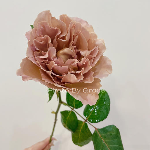 荷兰VIP玫瑰花|Cafe latte咖啡拿铁 5支 商品图3