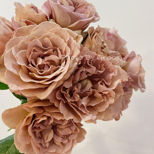 荷兰VIP玫瑰花|Cafe latte咖啡拿铁 5支 商品图2