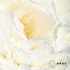 新西兰花材 ｜ 芍药奶油碗 bowl of cream 商品缩略图7