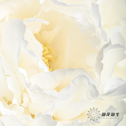 新西兰花材 ｜ 芍药奶油碗 bowl of cream 商品图7