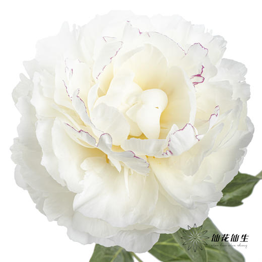 【昆明仓】山东芍药|杨妃出浴 商品图1