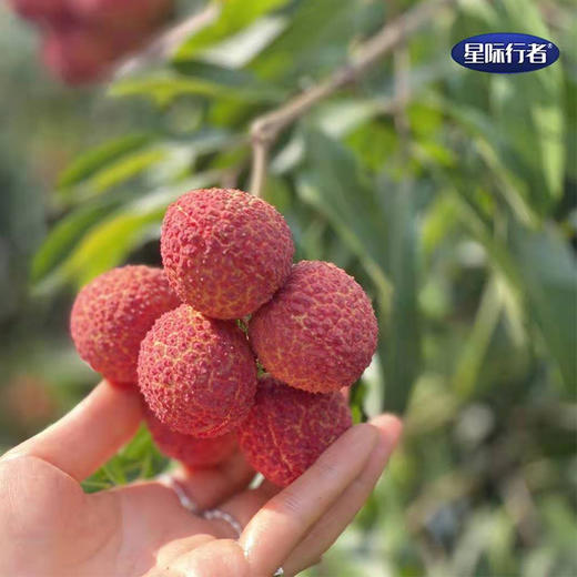 无核荔枝 商品图0