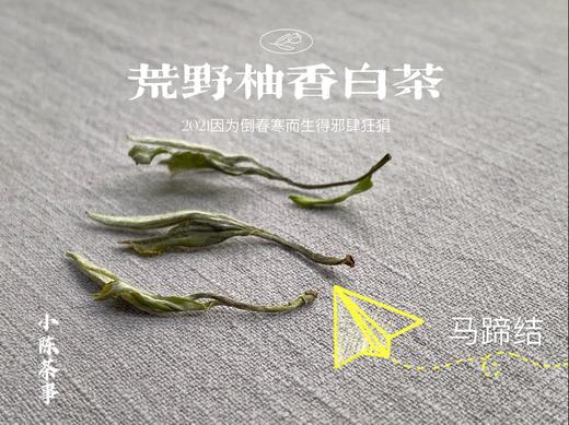 2021荒野柚香白茶，仿佛是在四月的春天，误入了一片柚子林（限时抢购） 商品图9