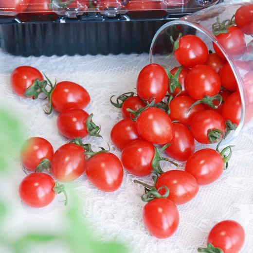 釜山小番茄  3斤家庭装  （顺丰/京东随机发货） 商品图9