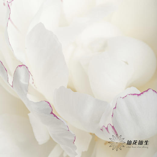 【昆明仓】山东芍药|杨妃出浴 商品图5