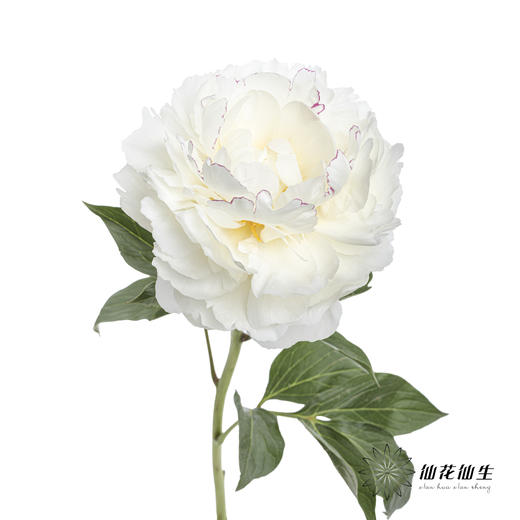 【昆明仓】山东芍药|杨妃出浴 商品图6