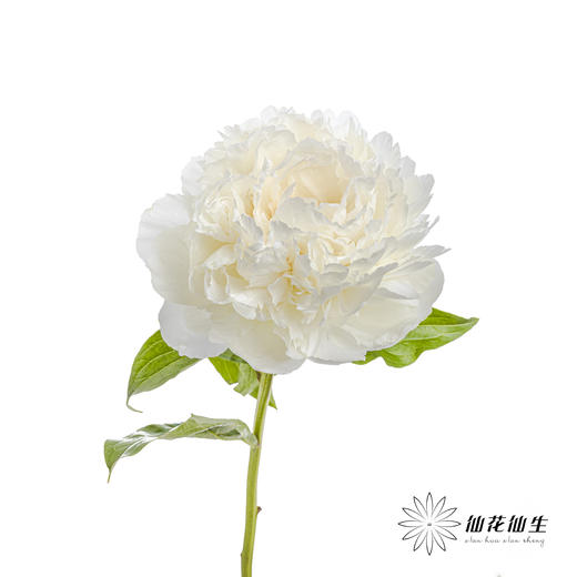 新西兰花材 ｜ 芍药奶油碗 bowl of cream 商品图2