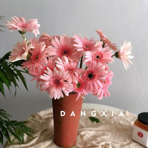 粉色非洲菊10支份第二份2元花语不畏艰难