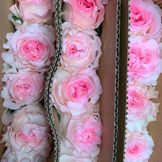 玫瑰 洛神 A级 商品图1