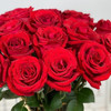 玫瑰 卡罗拉C 商品缩略图0
