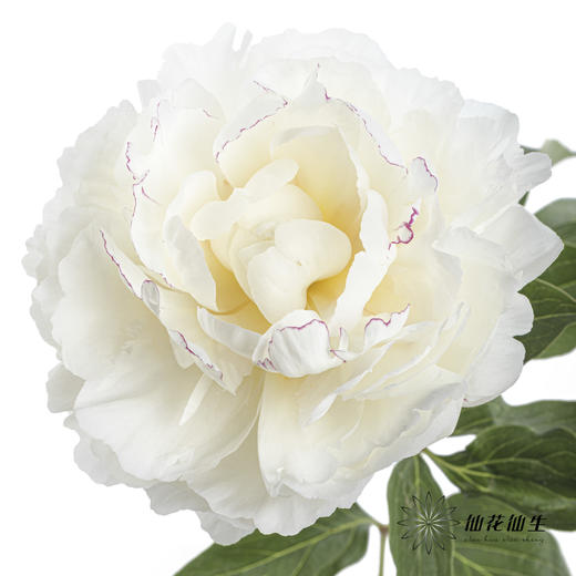 【昆明仓】山东芍药|杨妃出浴 商品图0