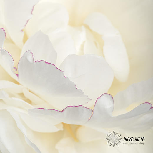 【昆明仓】山东芍药|杨妃出浴 商品图4