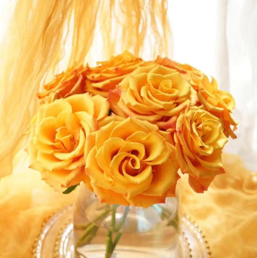 玫瑰 辉煌 B级 商品图1