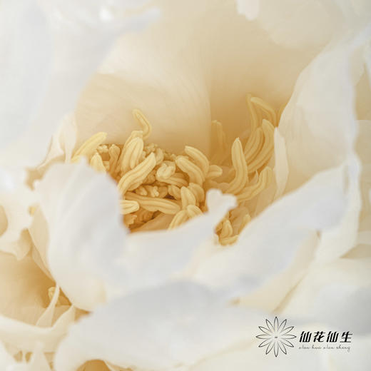 新西兰花材 ｜ 芍药奶油碗 bowl of cream 商品图6