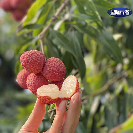 无核荔枝 商品图3