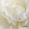 【昆明仓】山东芍药|杨妃出浴 商品缩略图2