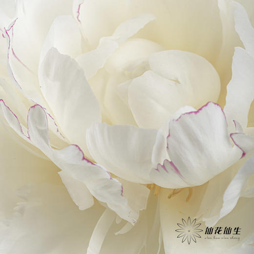 【昆明仓】山东芍药|杨妃出浴 商品图2