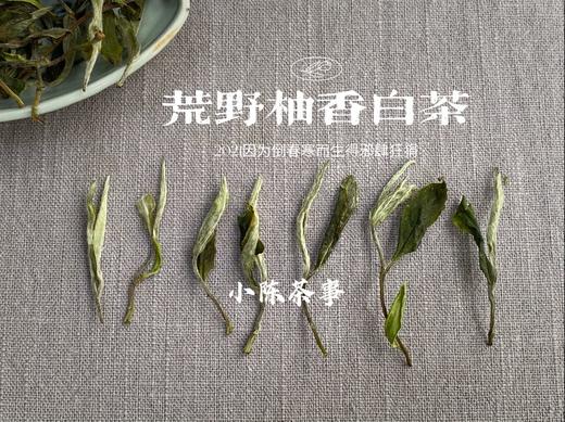 2021荒野柚香白茶，仿佛是在四月的春天，误入了一片柚子林（限时抢购） 商品图8