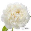 新西兰花材 ｜ 芍药奶油碗 bowl of cream 商品缩略图1