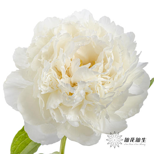 新西兰花材 ｜ 芍药奶油碗 bowl of cream 商品图1