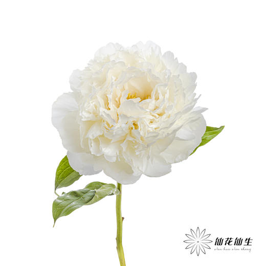 新西兰花材 ｜ 芍药奶油碗 bowl of cream 商品图3