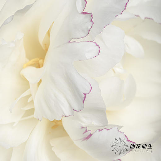 【昆明仓】山东芍药|杨妃出浴 商品图3