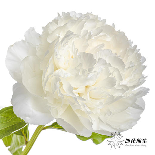 新西兰花材 ｜ 芍药奶油碗 bowl of cream 商品图4